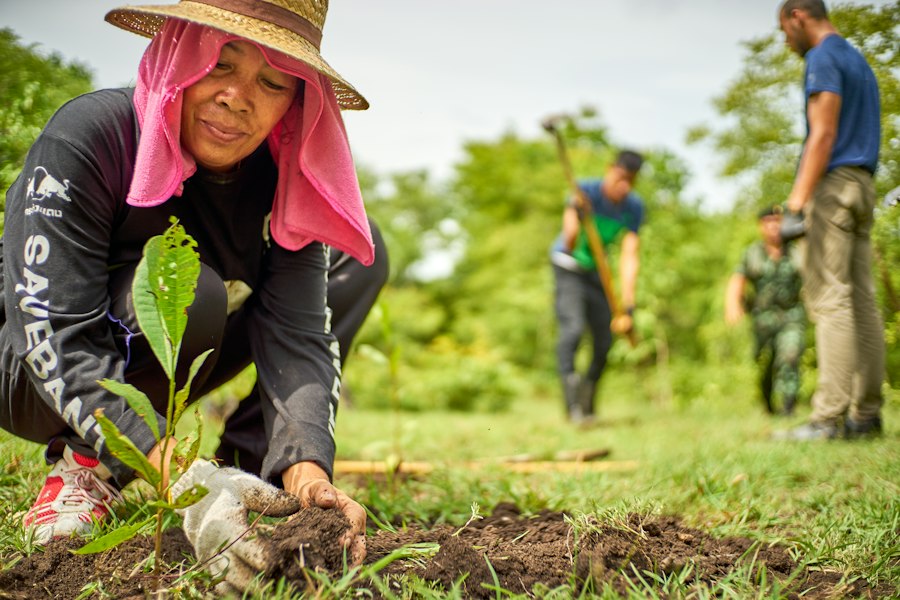 Reforestation, one of the project categories the roadmap's later phases will fund