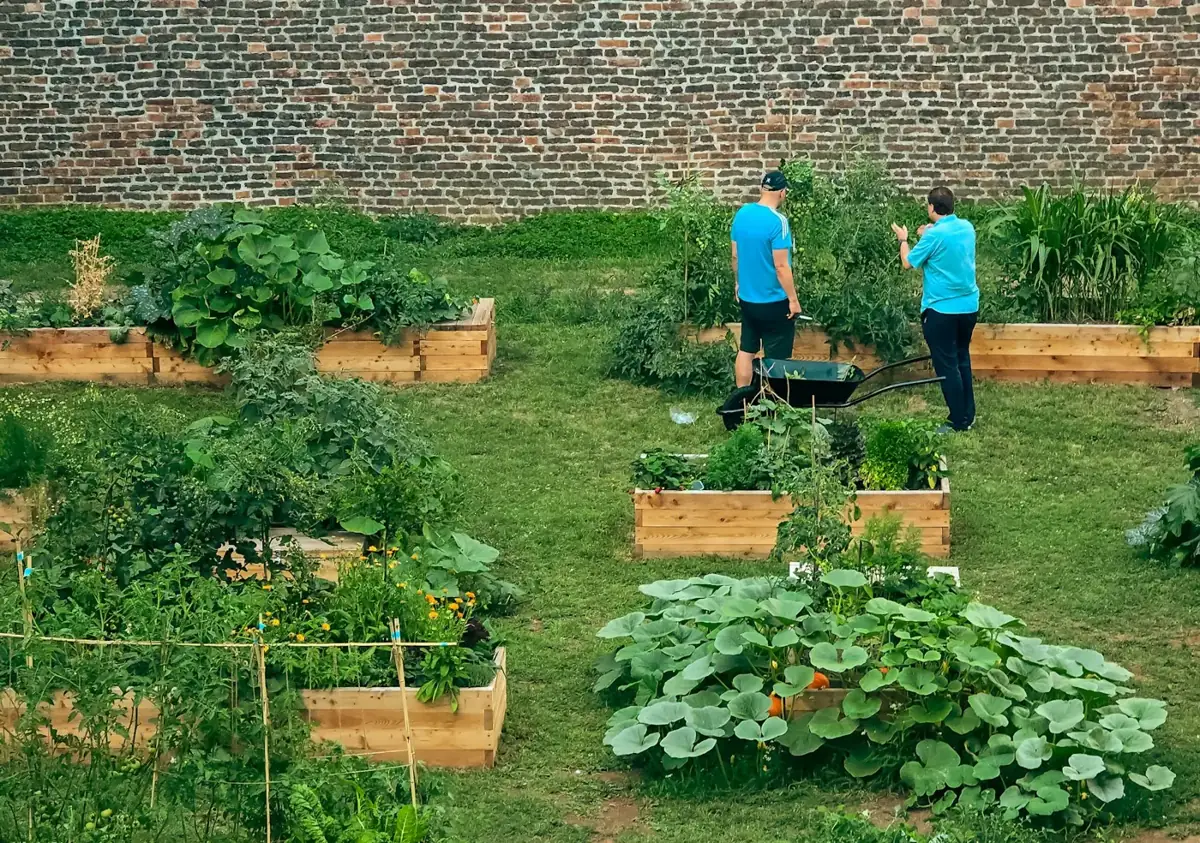 Two people tending raised vegetable beds in a community garden